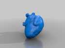 心脏解剖实物模型