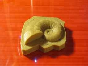 耳轮化石