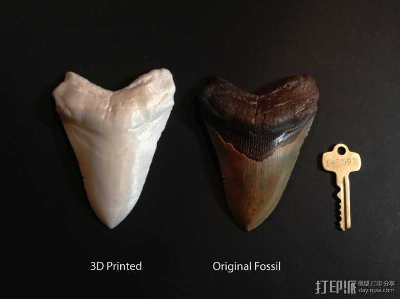 大鲨鱼牙齿 3D打印模型渲染图