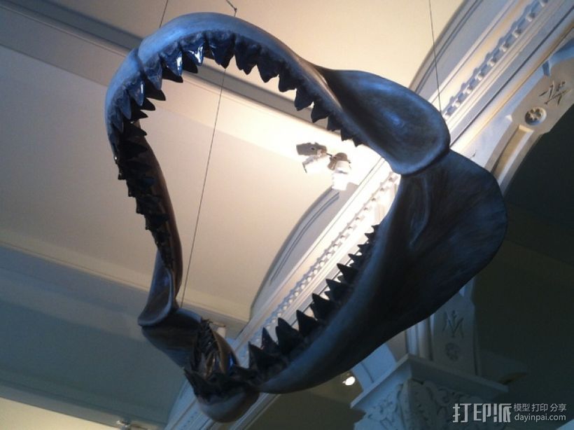 巨牙鲨 颌骨 3D打印模型渲染图