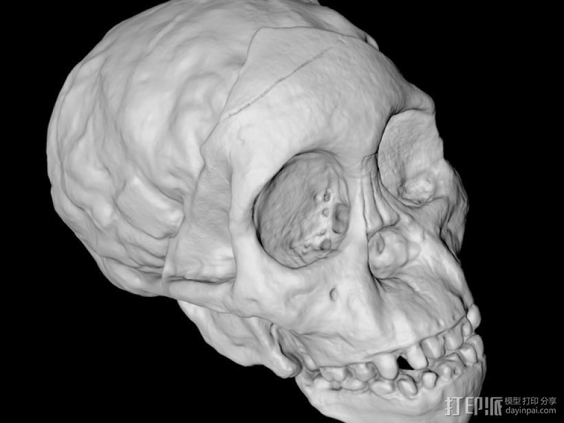 儿童颅骨 3D打印模型渲染图