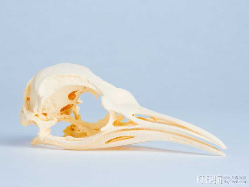 皇帝企鹅头骨模型 3D打印模型渲染图