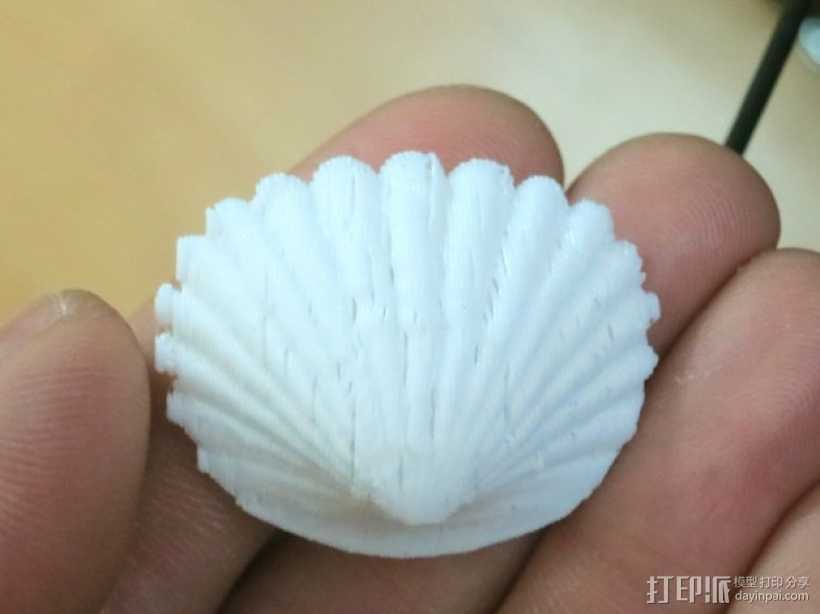 海贝  扇贝  3D打印模型渲染图