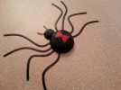 黑寡妇毒蜘蛛