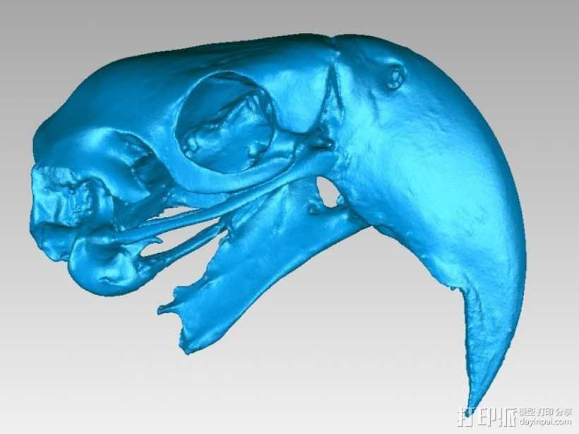 金刚鹦鹉头骨 3D打印模型渲染图