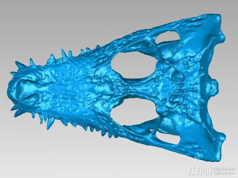 凯门鳄鱼头骨 3D打印模型渲染图