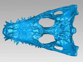 凱門鱷魚頭骨