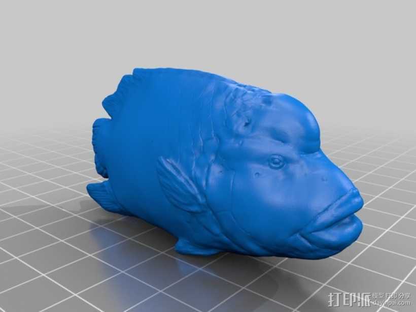 曲纹唇鱼 3D打印模型渲染图