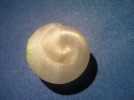 法国蜗牛壳