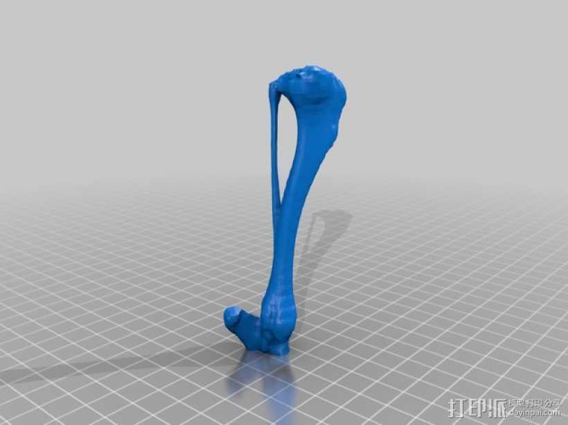 犬胫骨 3D打印模型渲染图