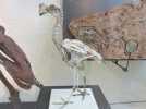 远古时期的鸟化石