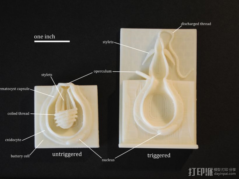 刺丝囊 3D打印模型渲染图