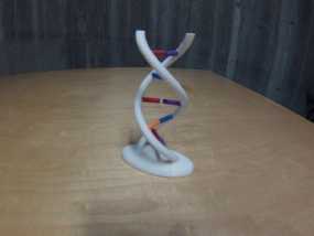  DNA 分子模型