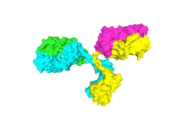 免疫球蛋白分子模型