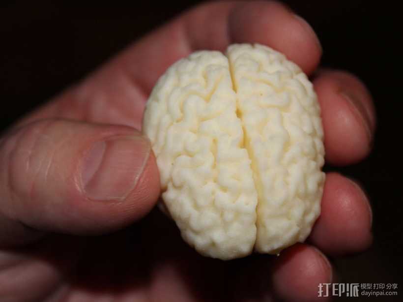 人脑  模型 3D打印模型渲染图