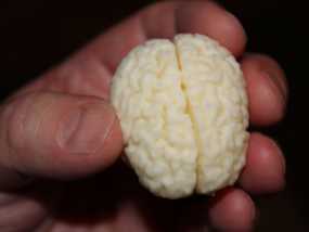人脑  模型
