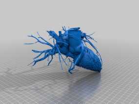 心脏和血管  模型
