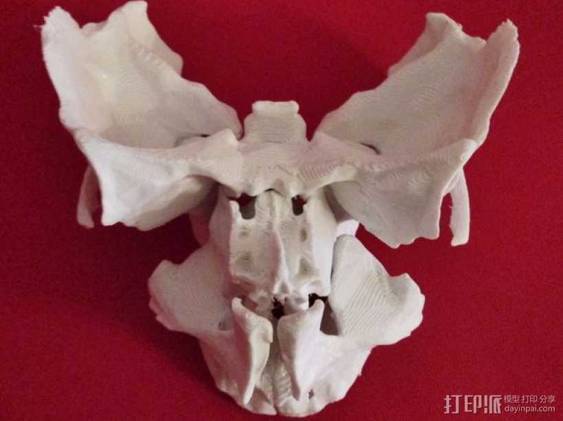 动物脸部骨架模型 3D打印模型渲染图