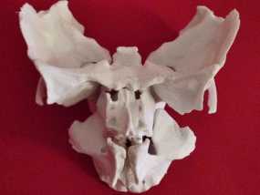 动物脸部骨架模型