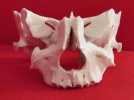 动物脸部骨架模型