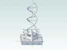 双螺旋DNA分子模型