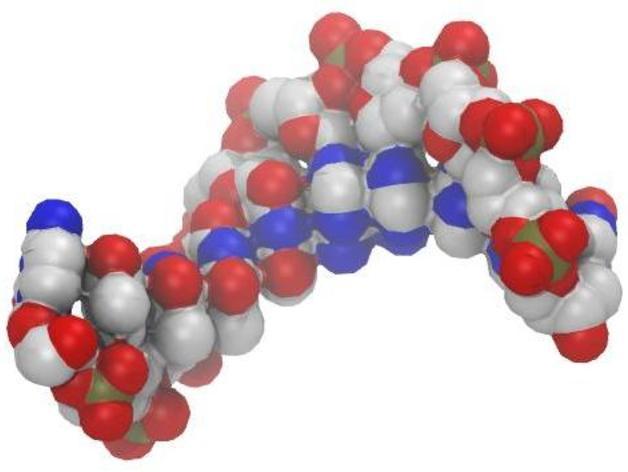 DNA分子模型