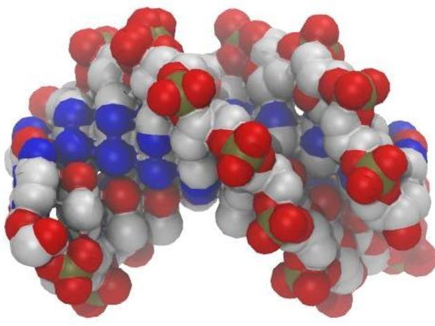 DNA分子模型