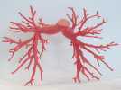 肺动脉 模型