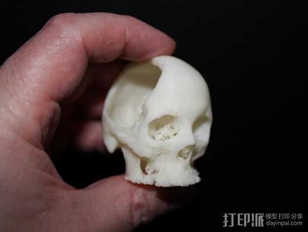 罗莎头骨模型 3D打印模型渲染图