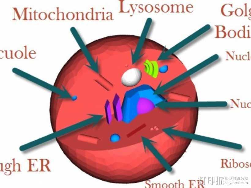 动物细胞模型 3D打印模型渲染图