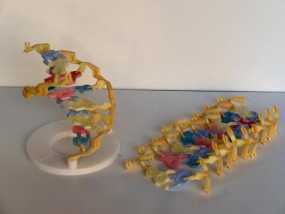DNA 模型