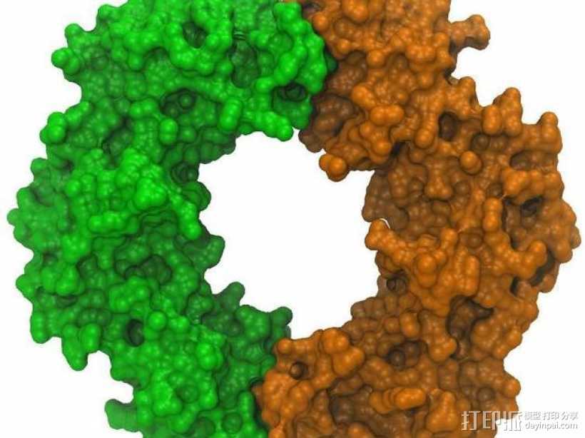 核糖核酸分子模型 3D打印模型渲染图