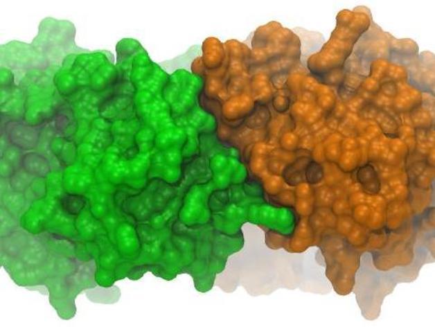 核糖核酸分子模型