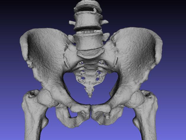 盆骨  骨骼模型