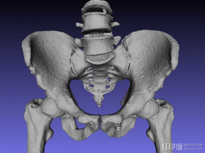 盆骨  骨骼模型 3D打印模型渲染图