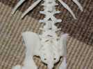 盆骨  骨骼模型