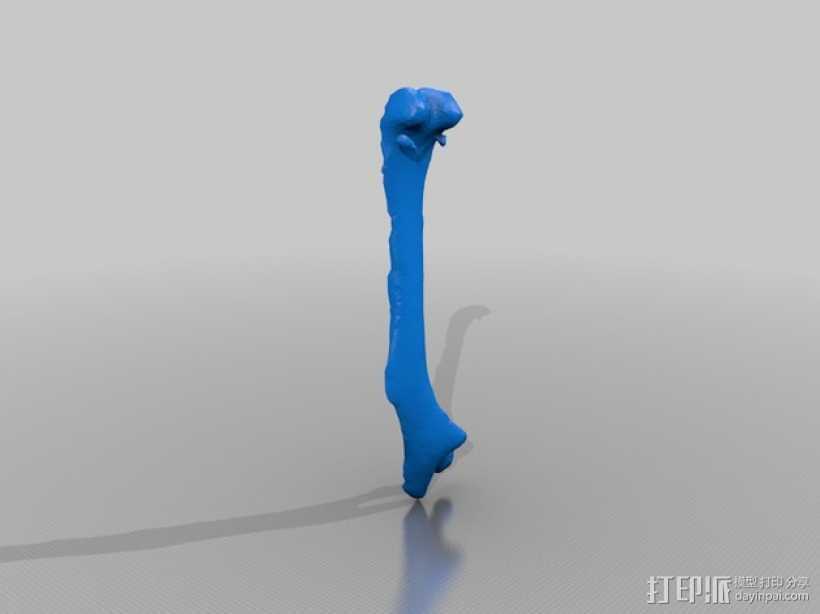 小鼠股骨模型 3D打印模型渲染图