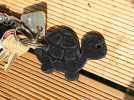 海龟钥匙扣