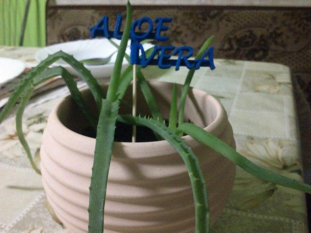 Aloevera芦荟 