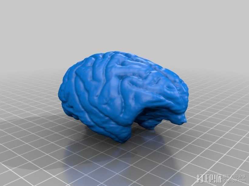 灵长类动物大脑 3D打印模型渲染图
