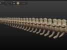 恐龙骨架 模型