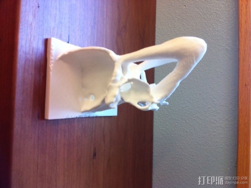 太平洋鼠鲨软骨颅模型 3D打印模型渲染图