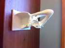 太平洋鼠鲨软骨颅模型