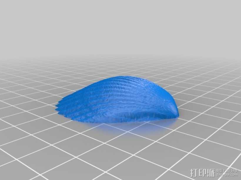 扇贝壳模型 3D打印模型渲染图