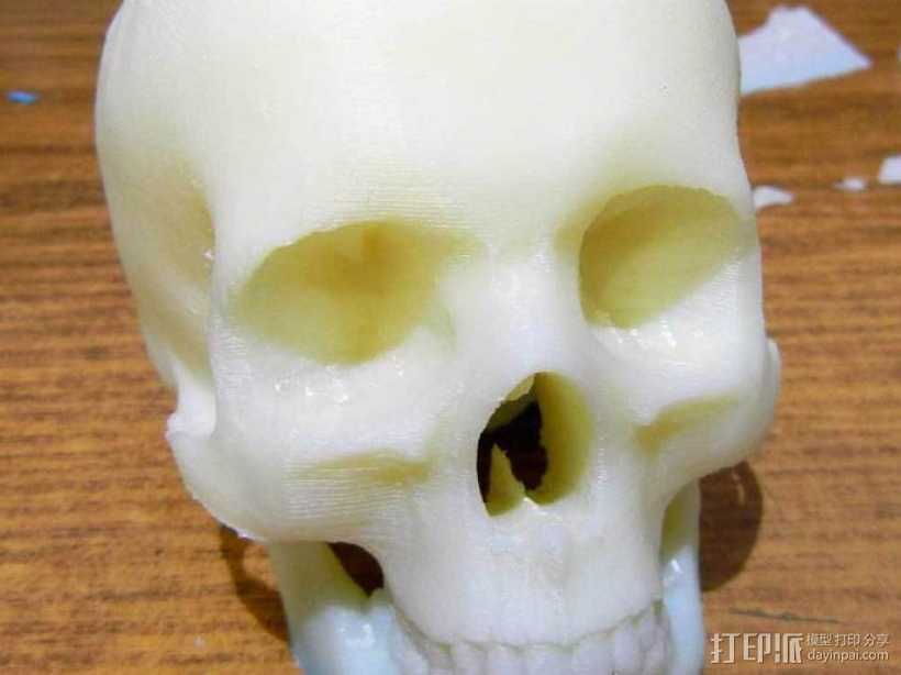 头骨模型 骷髅头 3D打印模型渲染图