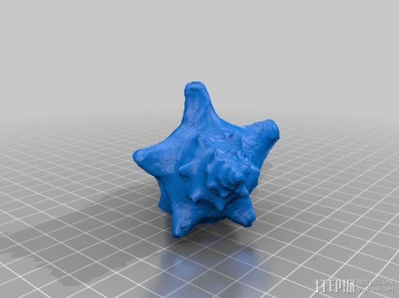 贝壳模型  3D打印模型渲染图