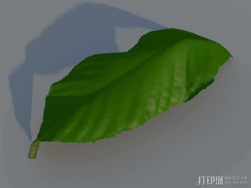 树叶 3D打印模型渲染图