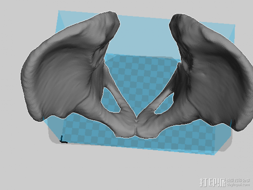 骨盘模型 3D打印模型渲染图