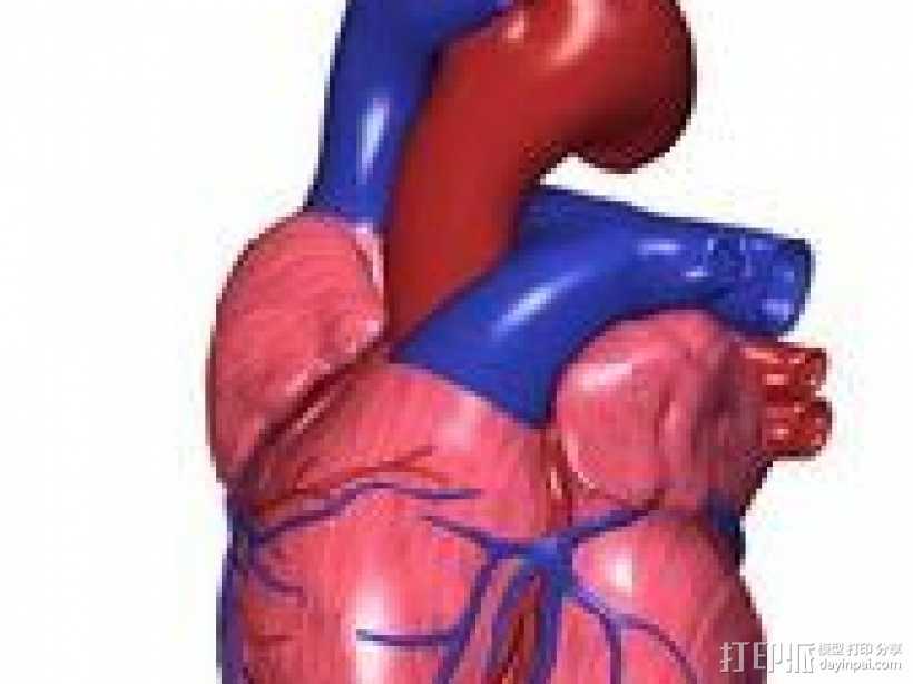 心脏模型 3D打印模型渲染图