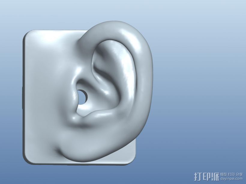 成人1：1真人耳朵 3D打印模型渲染图